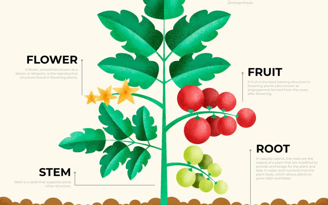 Plants and Parts of Plant